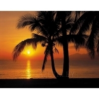 Фотообои 8-255 Palmy Beach Sunrise